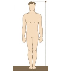 Taille humain variable statistique